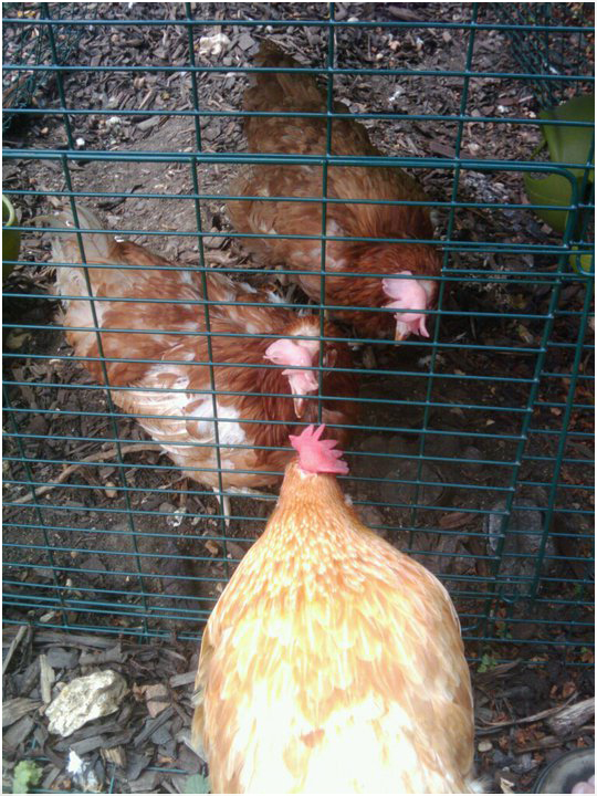 Battery Farm Chickens